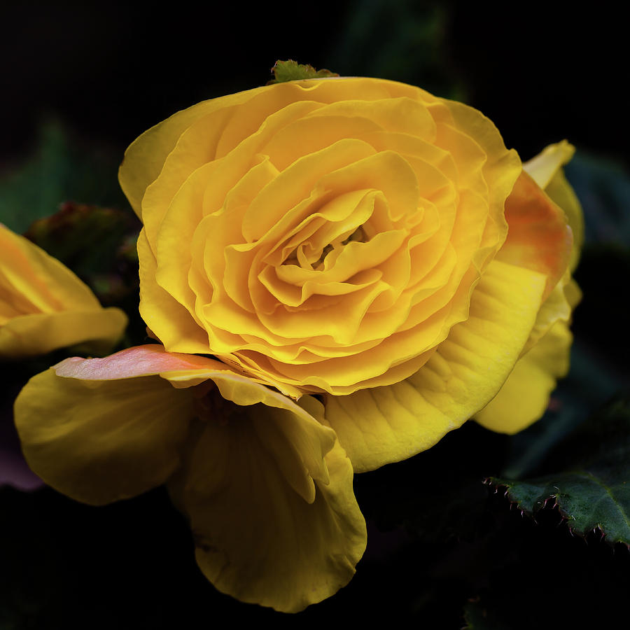 Yellow Begonia Photograph by David Patterson
