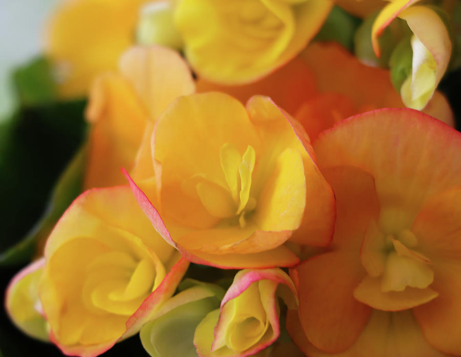 Yellow Begonia Flower Photograph by Cristina Stefan