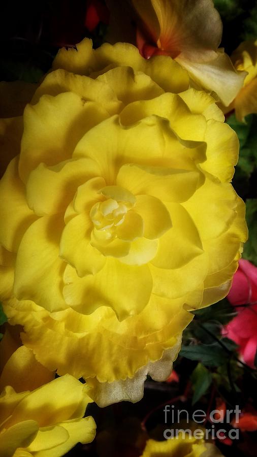 Yellow Begonia Photograph by Joan-Violet Stretch