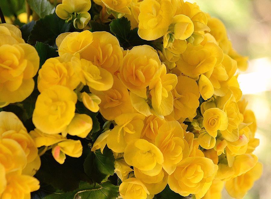 Yellow Begonia Photograph by Judy Genovese