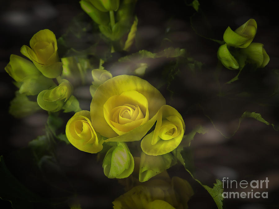Yellow Begonias make floral art Photograph by Ella Kaye Dickey