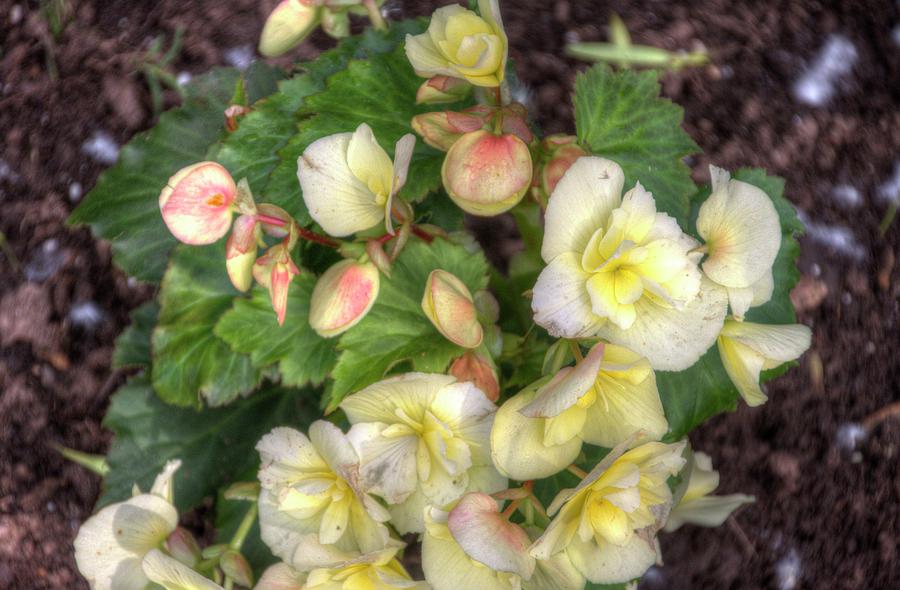 Yellow Begonias Photograph by Nadine Berg - Pixels