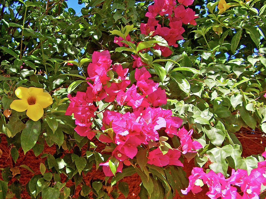 Yellow Bell or Cup of Gold and Pink Bougainvillea, El Fuerte, SInaloa, Mexico Photograph by Ruth Hager