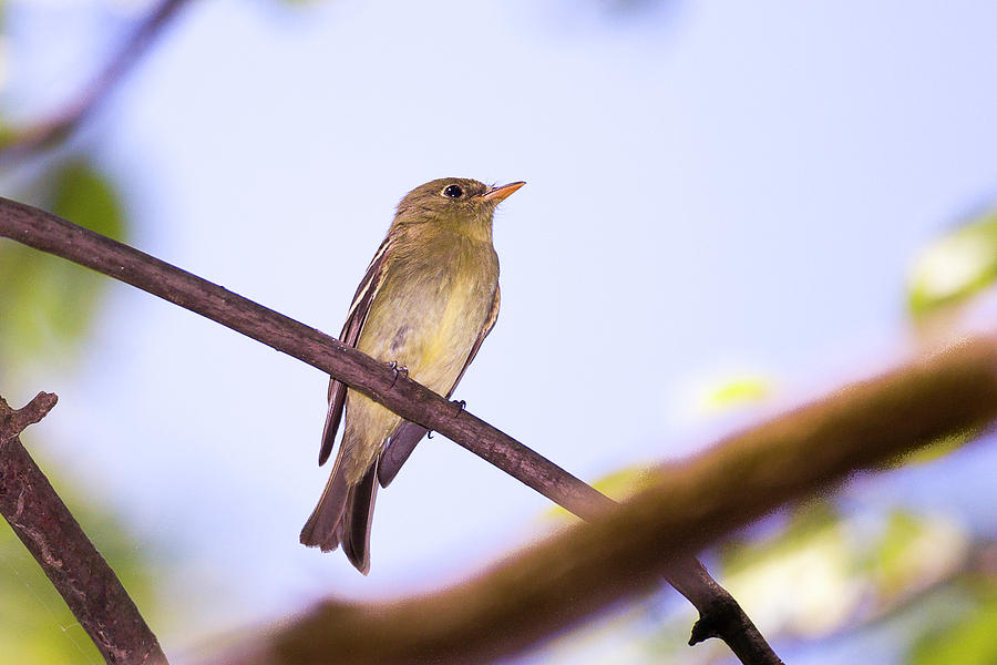 Yellow bellied Flycatcher - Magee Marsh, Ohio Photograph by Jack R Perry