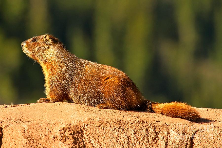 Yellow Bellied Marmot Photograph by Adam Jewell