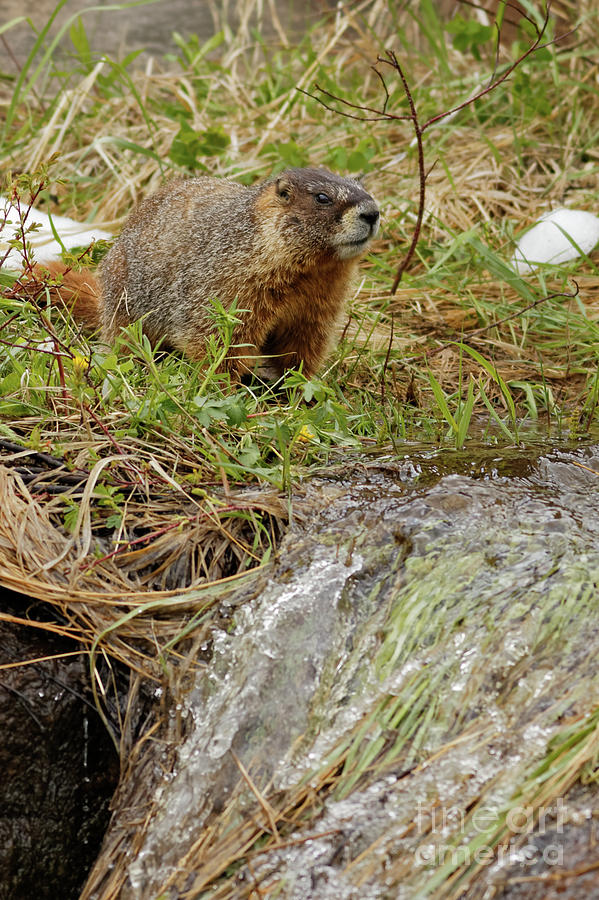 Yellow Bellied Marmot  At A Snow Melt Waterfall Photograph by Natural Focal Point Photography