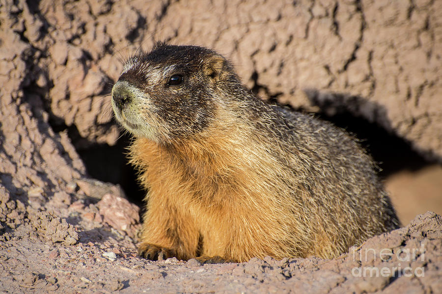 Yellow-bellied Marmot - Capitol Reef National Park Photograph by Gary Whitton