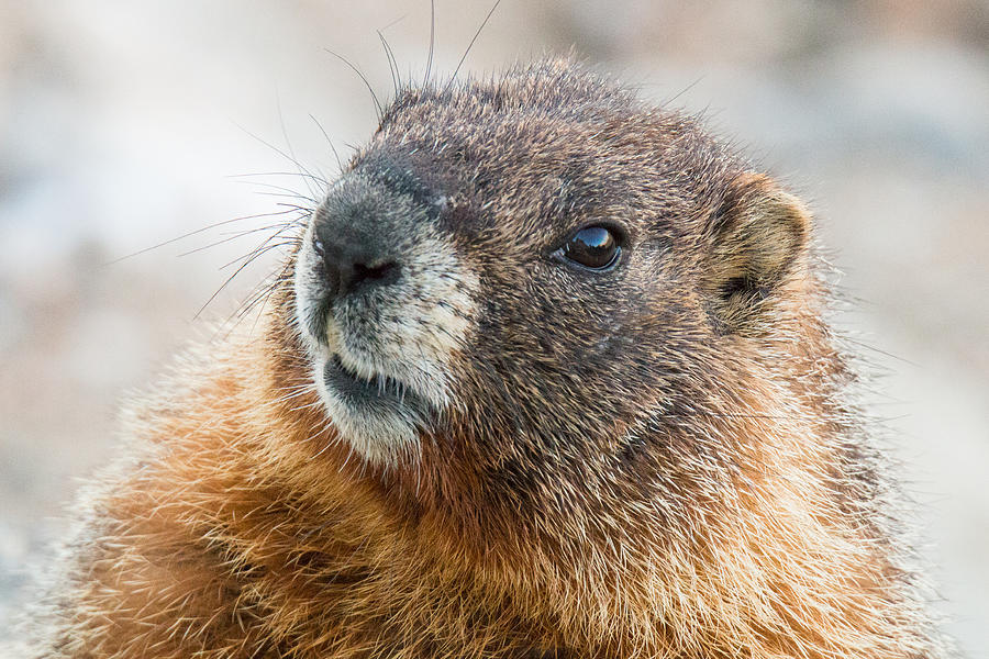 Yellow Bellied Marmot Close Up Photograph by Tony Hake