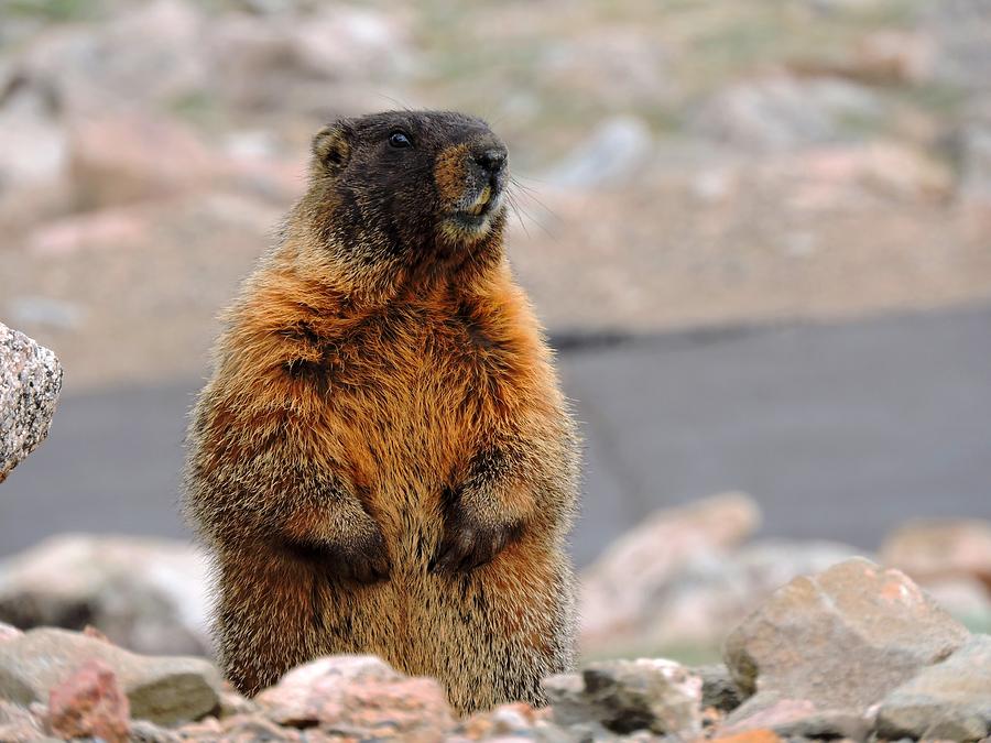 Yellow-bellied Marmot Photograph by Connor Beekman