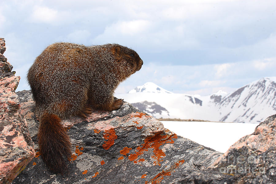Yellow-bellied Marmot Enjoying The Mountain View Photograph by Max Allen