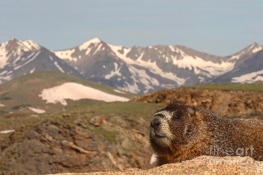 Wildlife Photograph - Yellow-bellied Marmot In Mountain Meditation by Max Allen