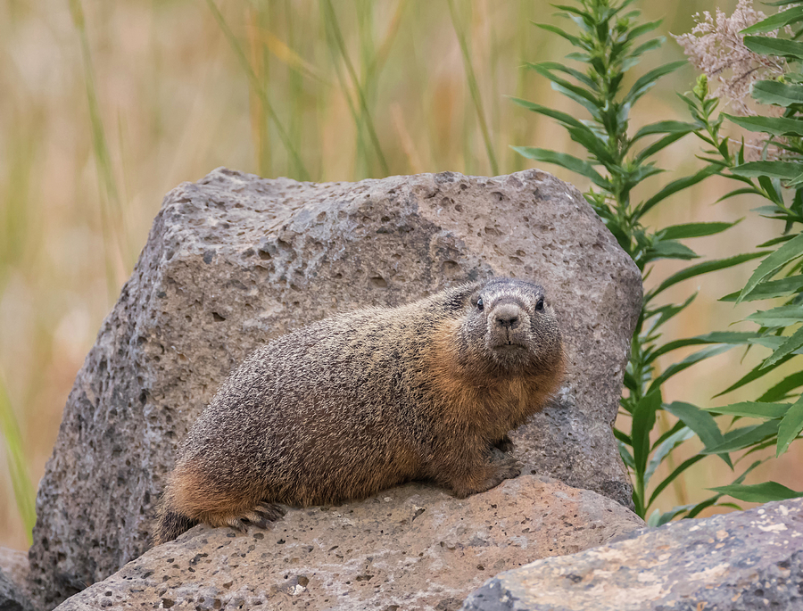 Yellow Bellied Marmot Photograph by Loree Johnson