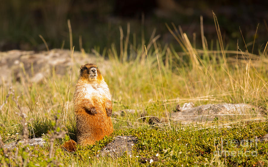 Yellow-bellied Marmot Photograph by Natural Focal Point Photography