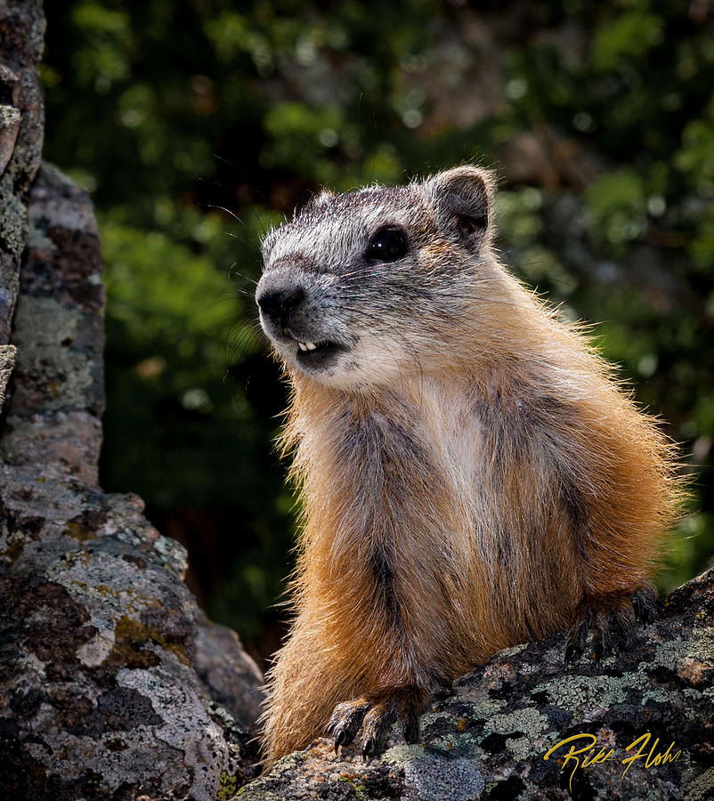 Yellow-bellied Marmot Photograph by Rikk Flohr