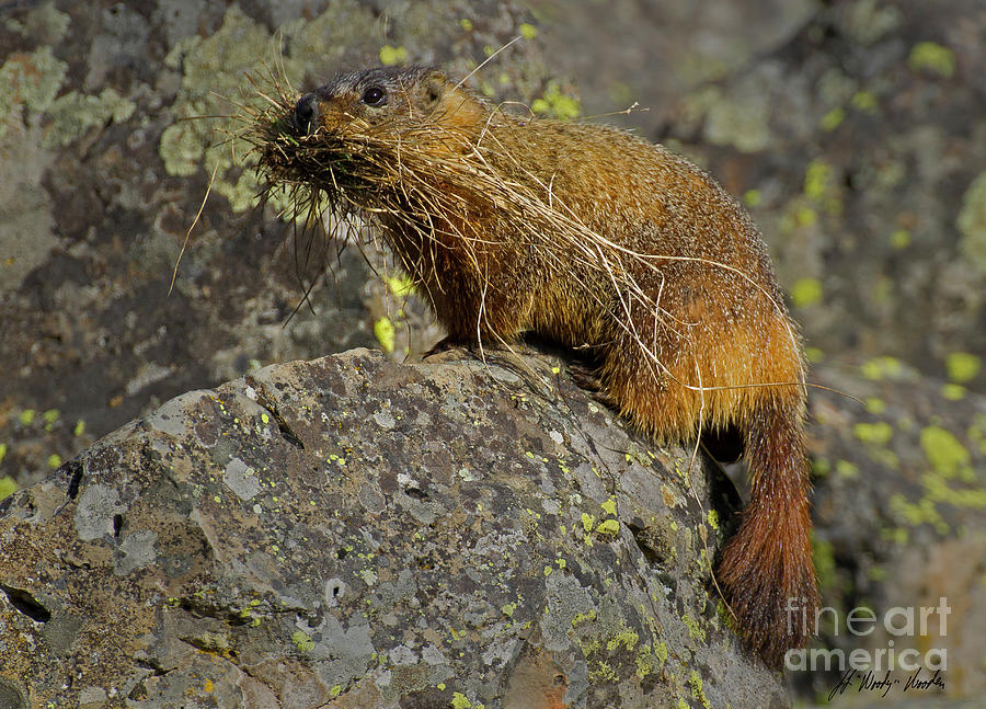 Yellow-bellied Marmot-Signed-#4728 Photograph by J L Woody Wooden