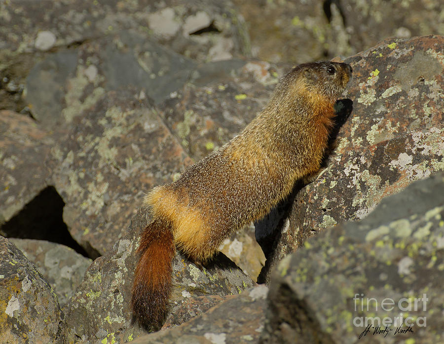 Yellow-bellied Marmot-Signed-#4766 Photograph by J L Woody Wooden