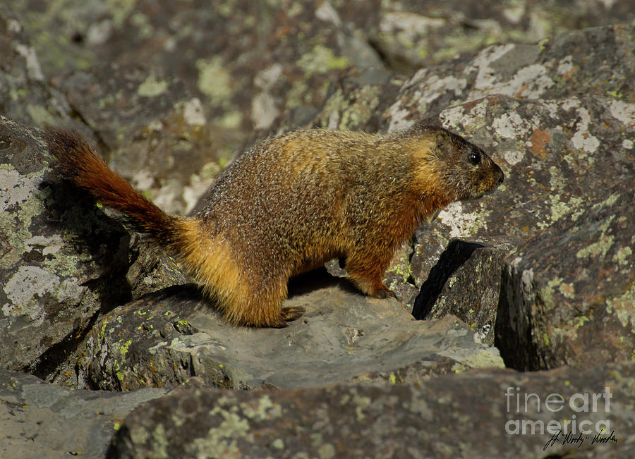 Yellow-bellied Marmot-Signed-#4780 Photograph by J L Woody Wooden