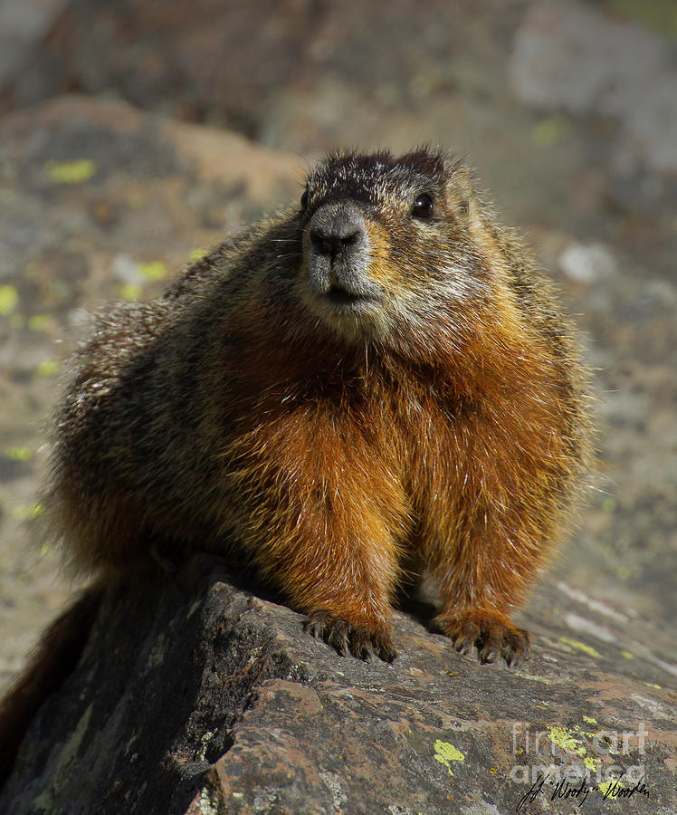 Yellow-bellied Marmot-Signed-#4785 Photograph by J L Woody Wooden