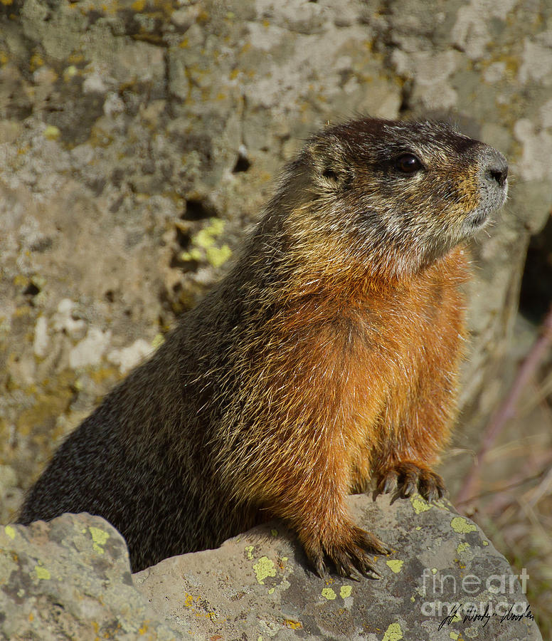 Yellow-bellied Marmot-Signed-#4819 Photograph by J L Woody Wooden