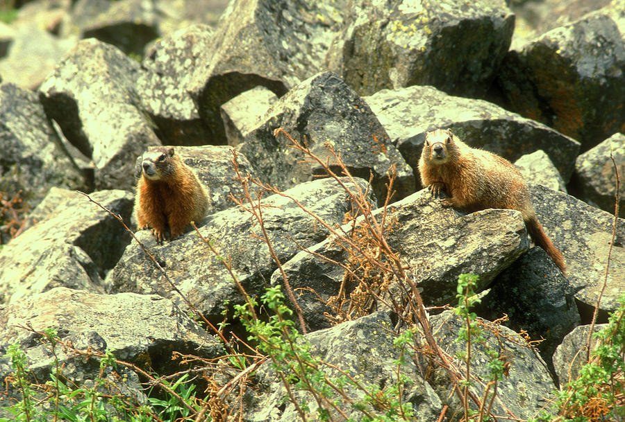 Yellow Bellied Marmots Photograph by John Burk