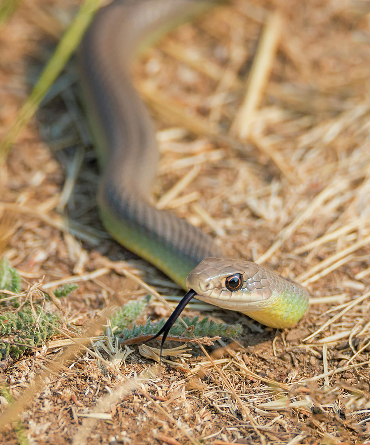 Yellow Bellied Racer Photograph by Loree Johnson