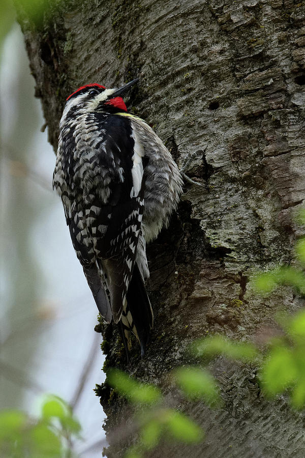 Yellow bellied Sapsucker 2017 Photograph by Bill Wakeley