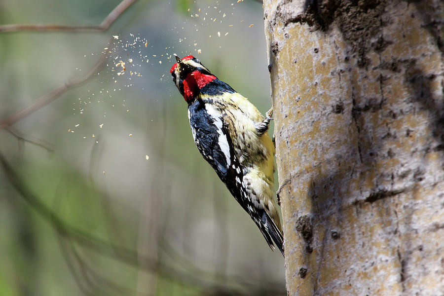 Yellow-bellied Sapsucker At Work Photograph by Gary Hall