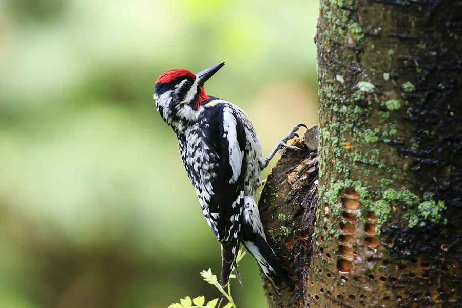 Yellow-bellied Sapsucker Photograph by Gary Hall