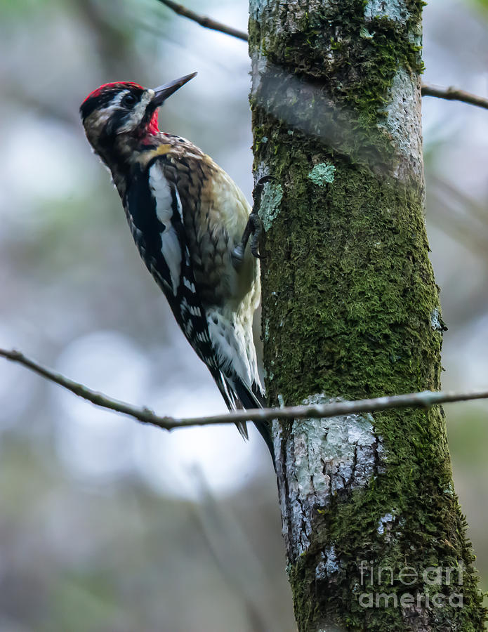 Yellow-bellied Sapsucker Photograph by John Greco