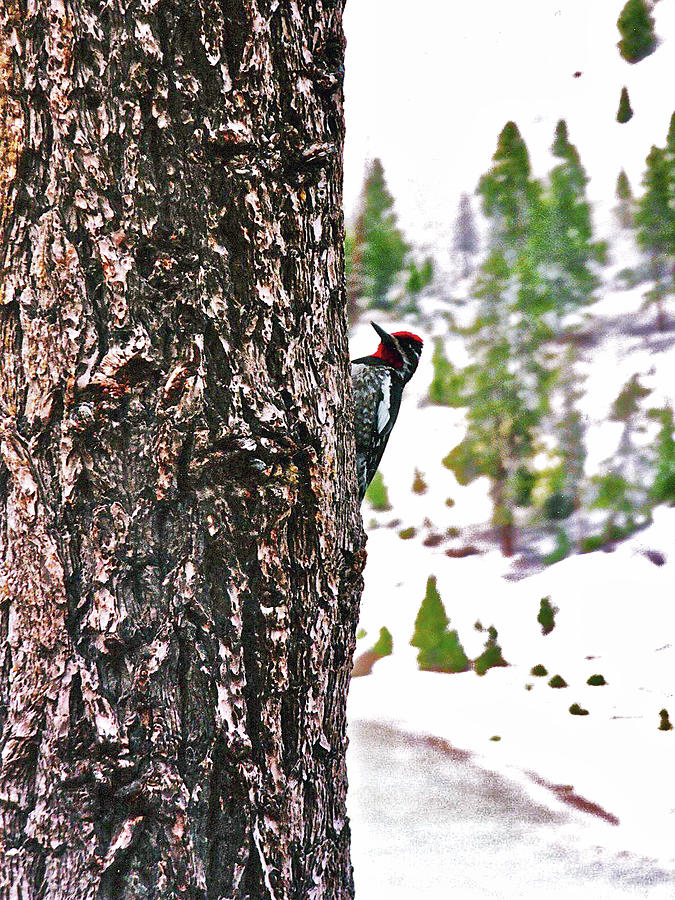 Yellow-bellied Sapsucker near Tower Falls in Yellowstone National Park, Wyoming Photograph by Ruth Hager