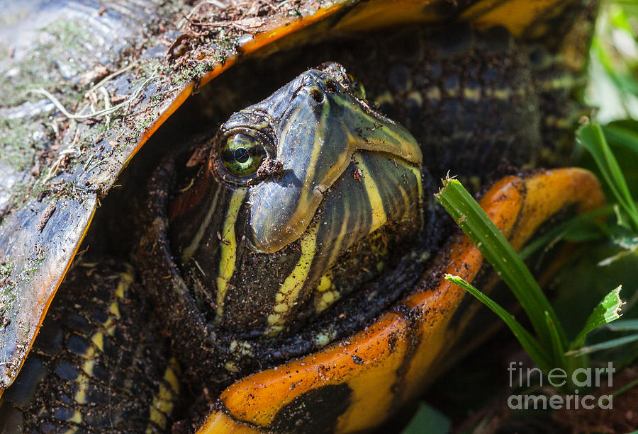 Yellow Bellied Slider Photograph by Diane Macdonald