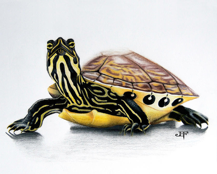 Yellow Bellied Slider Drawing By J Olson Laf