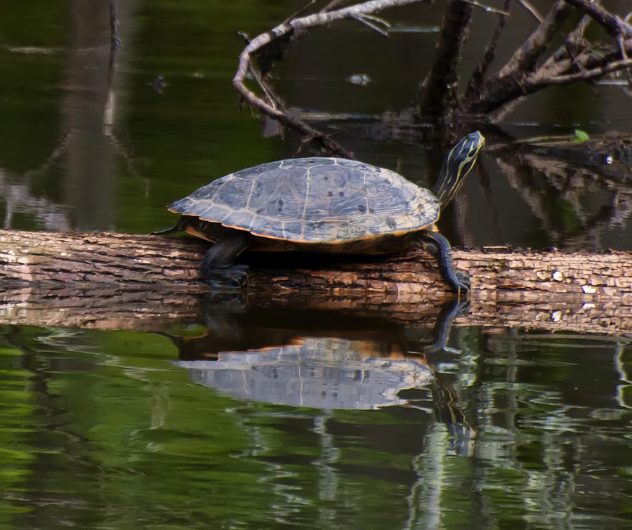 Yellow Bellied Slider resting on a log Digital Art by Flees Photos