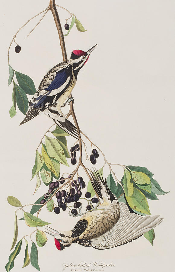 John James Audubon Painting - Yellow bellied Woodpecker by John James Audubon