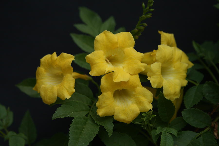 Yellow Bells Photograph by Grant Washburn