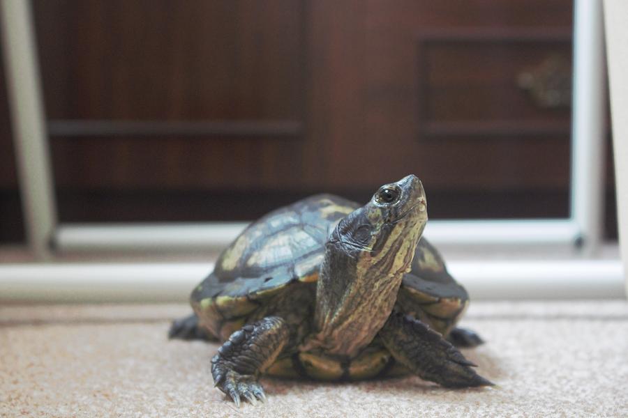 Yellow Belly Turtle Photograph by Nathan Smiddy | Fine Art America