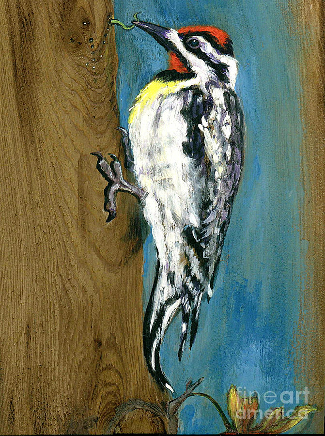 Yellow Belly Woodpecker finds worm Painting by Doris Blessington