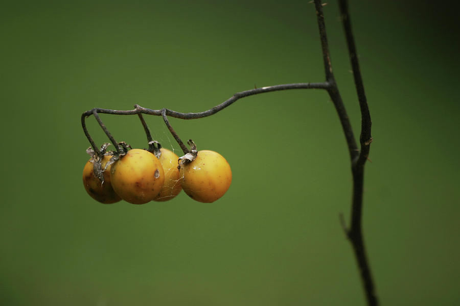 Yellow Berries Photograph by Grant Groberg