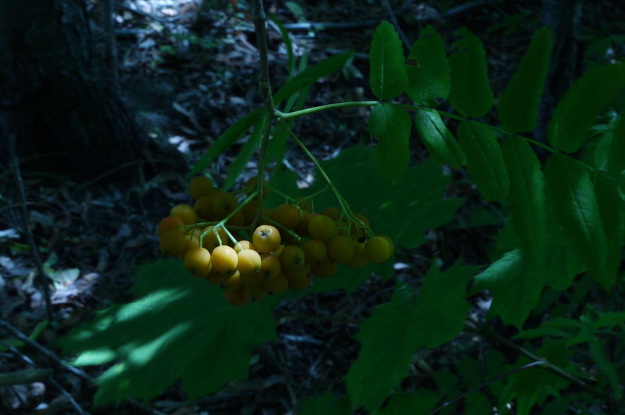 Yellow Berries Photograph by Heather Hennick