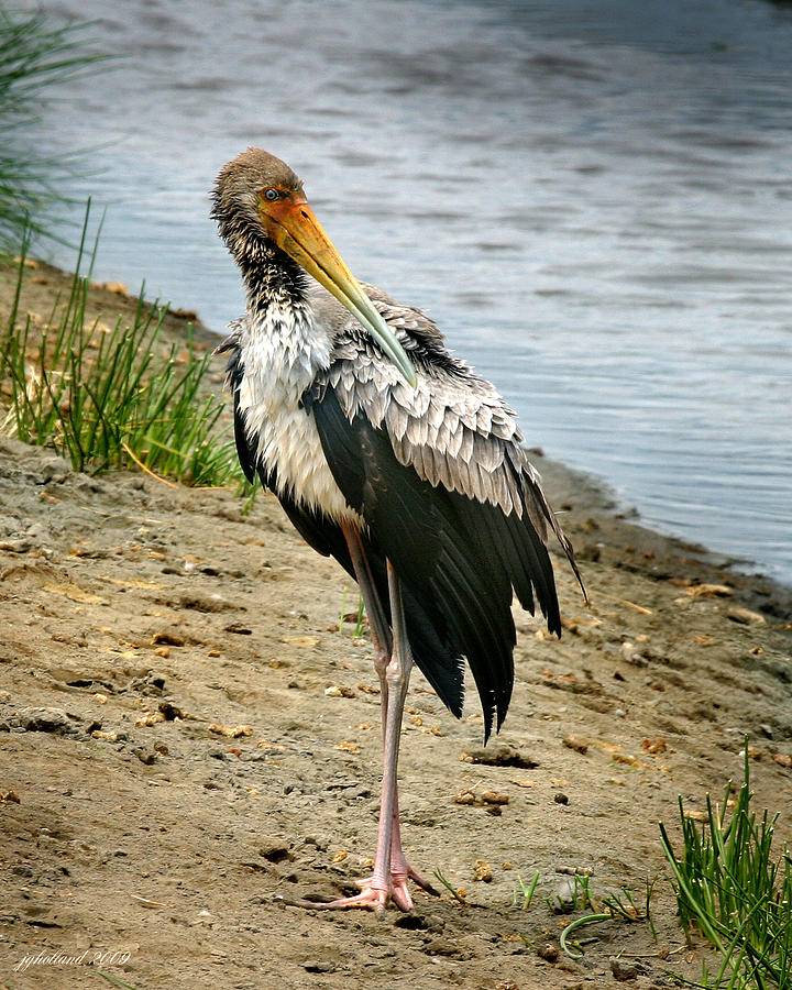 Yellow Bill Stork Photograph by Joseph G Holland