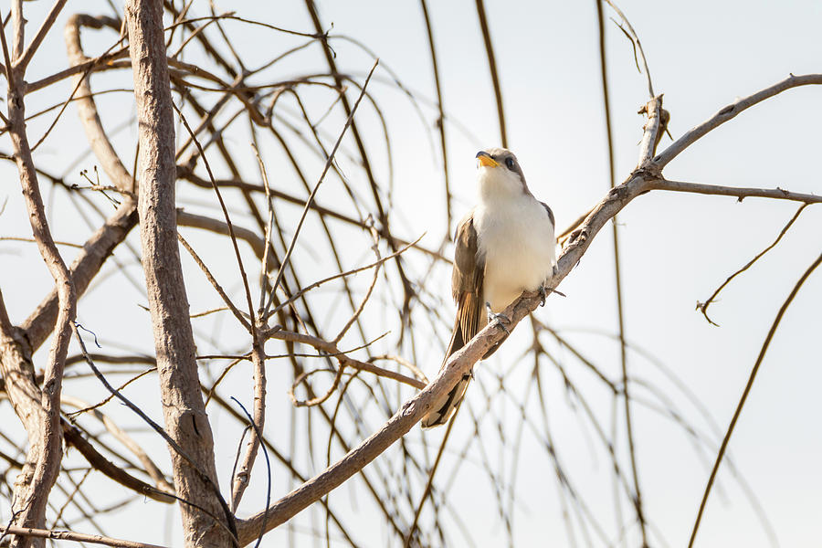 Yellow-billed Cuckoo Photograph by Debra Martz