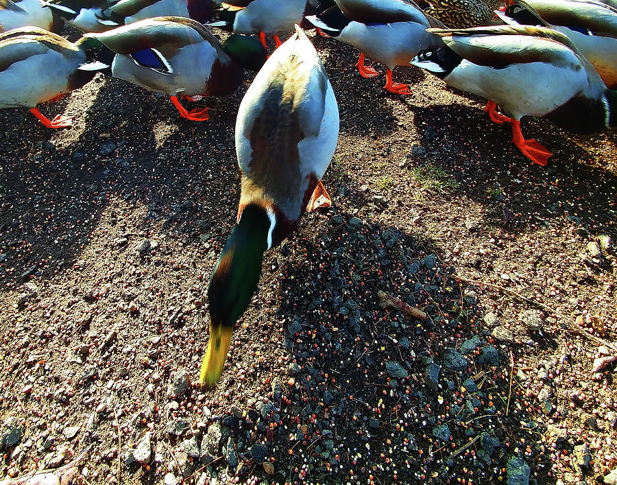 yellow Billed Duck Feeding by Roger Bester yellow Billed Duck Feeding by Roger Bester