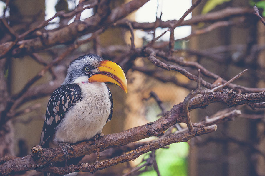 Wildlife Photograph - Yellow billed hornbill by Jamie Cook