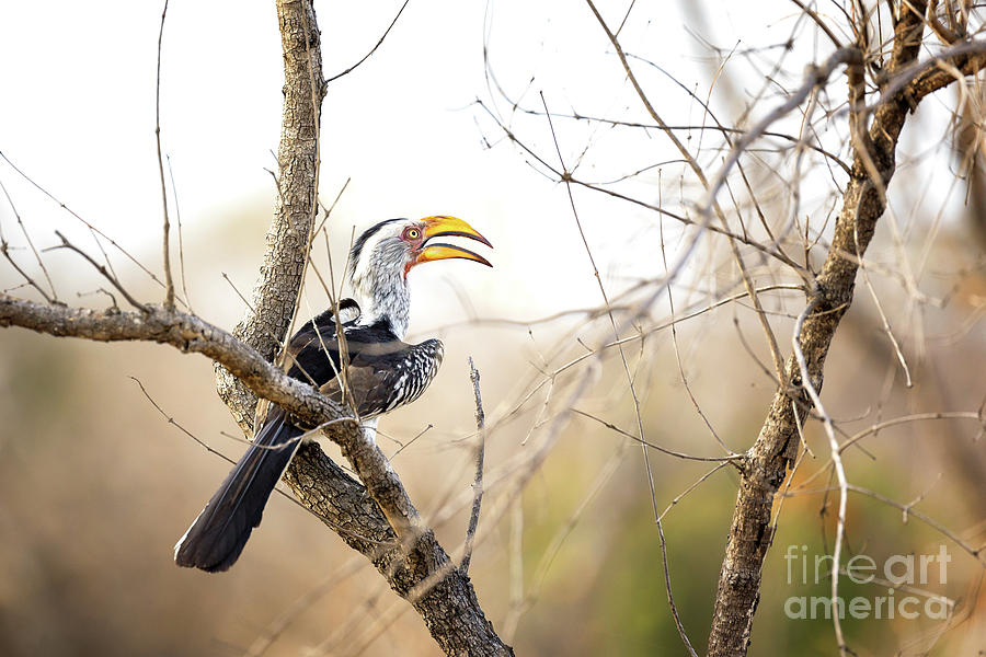 Yellow-billed hornbill sitting in a tree.  Photograph by Jane Rix