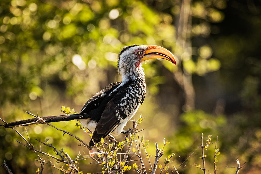 Yellow-billed Hornbill by Stefan Nielsen Yellow-billed Hornbill by Stefan Nielsen