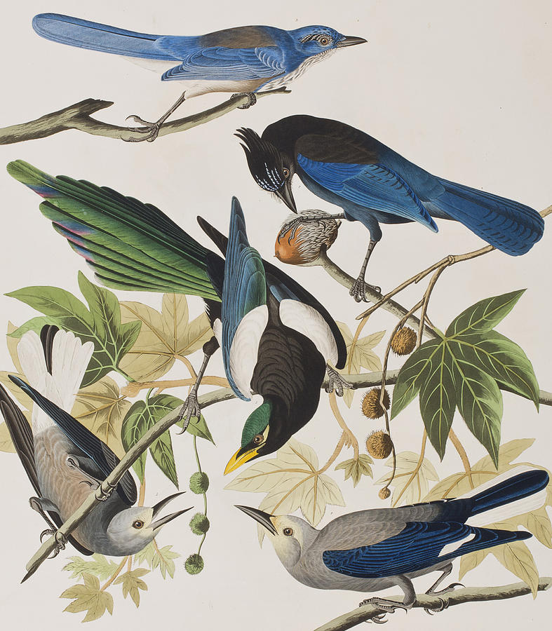 John James Audubon Painting - Yellow-Billed Magpie Stellers Jay Ultramarine Jay Clarks Crow by John James Audubon