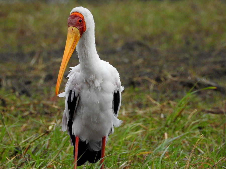 Yellow-billed Stork Photograph by Betty-Anne McDonald