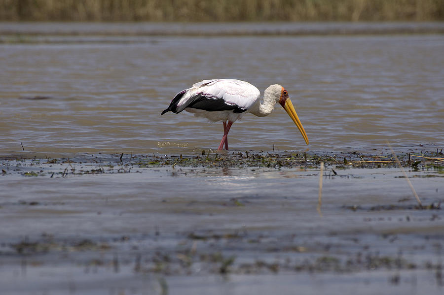 Yellow Billed Stork, Great Rift Lakes, Ethiopia Photograph by Aidan Moran