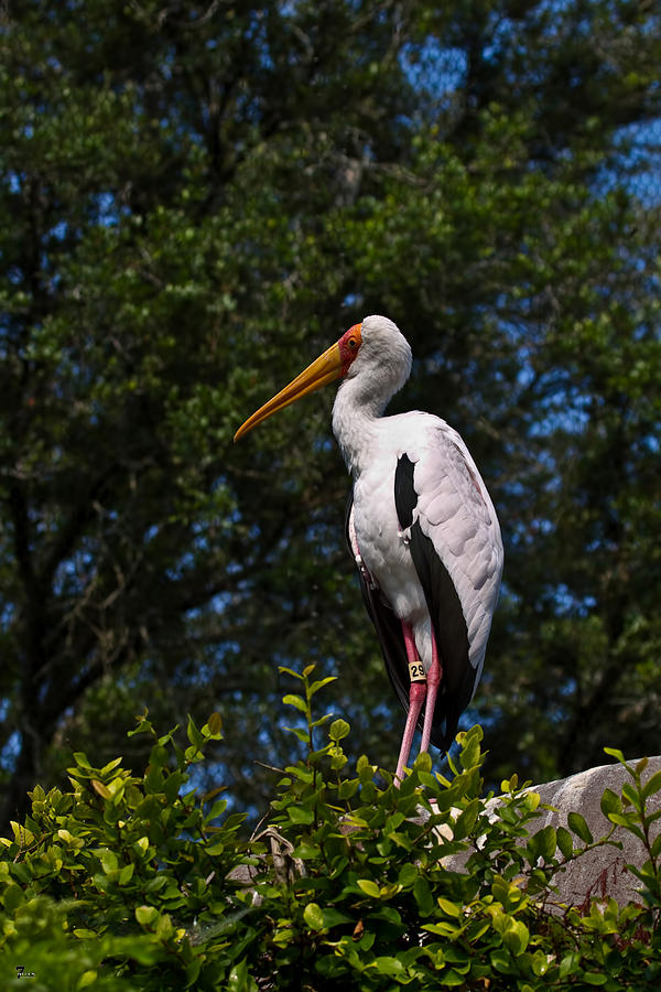 Jacksonville Photograph - Yellow Billed Stork by Jason Blalock