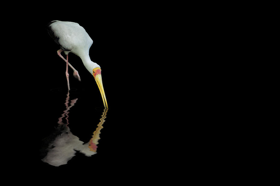 Yellow-Billed Stork Reflections - Bird - Ibis - Africa Photograph by Jason Politte